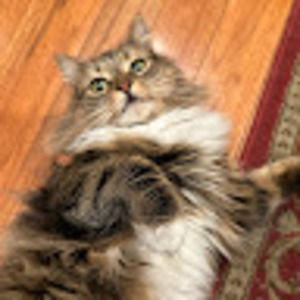 Meet your Posher, Cyrianne